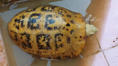 Người dân bắt được rùa vàng lạ ở Bình Dương