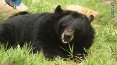 140 Tổ chức Quốc tế ký thư bảo vệ Trung tâm Gấu Việt Nam