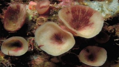  Loài san hô kỳ lạ sống trong hang