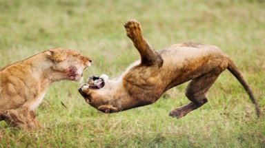  Ảnh đẹp động vật trong tuần