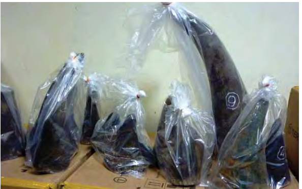   Sừng tê giác và những tác dụng “truyền miệng” ở Việt Nam