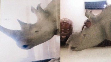  Tê giác tặng ông Trầm Bê giá bao nhiêu?