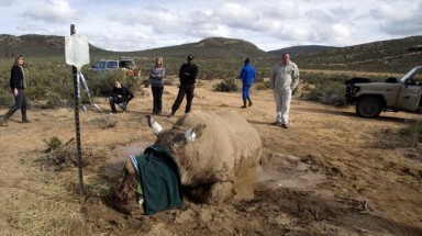   Nam Phi: số tê giác bị giết cao kỷ lục