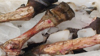 Quảng Trị: phát hiện xe khách chở thịt thối