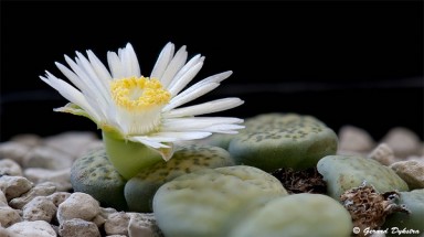 Vẻ đẹp độc đáo của... Cây hoa đá