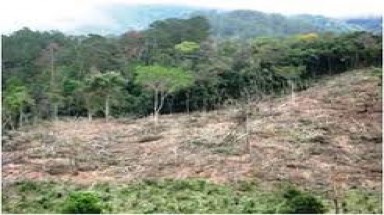 Cần ngăn chặn tình trạng vi phạm lâm luật ở Khu Bảo tồn thiên nhiên Ea Sô
