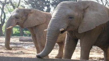  Kể lại những câu chuyện cảm động về voi cho du khách