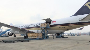  200 cô bò sữa hữu cơ “cưỡi” máy bay từ Úc về Việt Nam