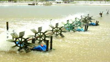 Triều cường gây thiệt hại nặng cho người nuôi tôm ở Cà Mau, Bạc Liêu