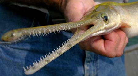  Cá "mình chuối, đầu sấu" chính là cá sấu hỏa tiễn !