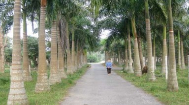 Vườn cây cảnh trăm tỷ của ông trưởng thôn Nghệ An