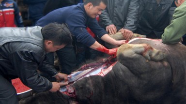  Kinh hoàng với thịt trâu, bò bơm nước 