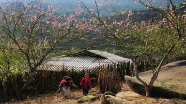 Hoa đào nở sớm ở Sa Pa