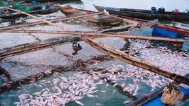 Đồng Nai: Đình chỉ hoạt động Công ty TNHH AB Mauri VN