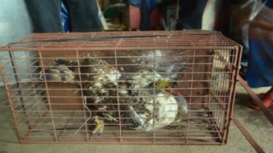  Quảng Trị: Người dân bắt được con chim lạ