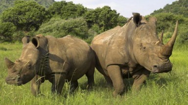 Tê giác vùng Nam Phi kêu cứu