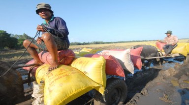 ĐBSCL: Trúng mùa giữa “rốn lũ”