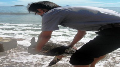 Thả đồi mồi quý về biển