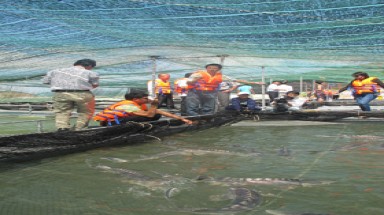 Khai trương cơ sở nuôi cá tầm lớn nhất VN