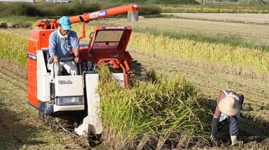 Nhật Bản: Phát hiện lúa nhiễm xạ cao