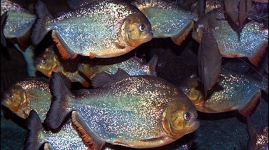 Brazil: cá ăn thịt sống tấn công bãi tắm du lịch