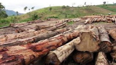 Doanh nghiệp Việt Nam đầu tiên nhận Chứng chỉ về Gỗ có kiểm soát