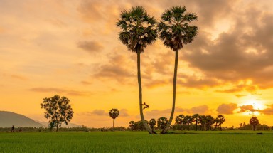 Đến "xứ sở cây thốt nốt" Tịnh Biên mùa nước nổi