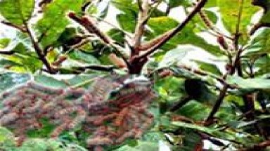  Nuôi sâu róm đỏ... lấy tiền 