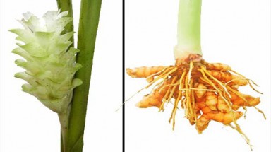 Triệt mụn bằng nghệ
