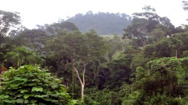 Đau lòng bé gái 5 tuổi bị lạc chết đói giữa rừng