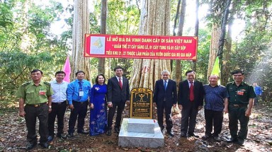 Những cây cổ thụ đầu tiên của tỉnh Bình Phước được vinh danh Cây Di sản Việt Nam