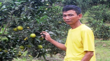 Lên rừng nuôi lợn, trồng cam