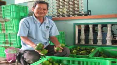 Giống chanh không hạt xuất ngoại