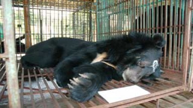  Ai cấm được gấu… “tự chết”?