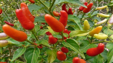 Lá ớt ngừa bệnh tim