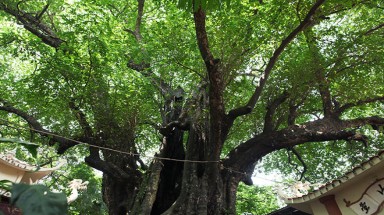 Cây thị nghìn tuổi, chỉ có 1 quả mỗi mùa ở Hà Nội