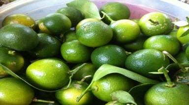 Tự làm thuốc trị ho đơn giản theo cách dân gian