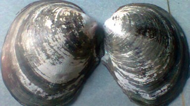  Thanh Hóa: Phát hiện con trai có... 16 viên ngọc