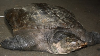  Phát hiện ba ba khổng lồ ở Sơn La