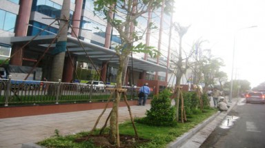 Ngân hàng Nam Á trồng lại hàng cây đã đốn hạ