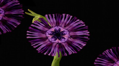 Những "bông hoa” kết từ người khỏa thân