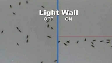 Chi 1 triệu USD để  phát minh hệ thống chống muỗi 