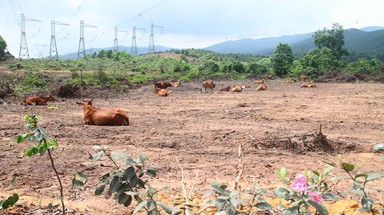  Dự án nuôi bò nghìn tỷ "phá cỏ, trồng chuối" ở Hà Tĩnh
