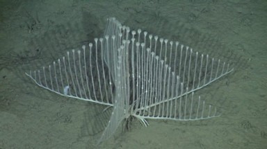  Phát hiện "bọt biển ăn thịt" ở Thái Bình Dương