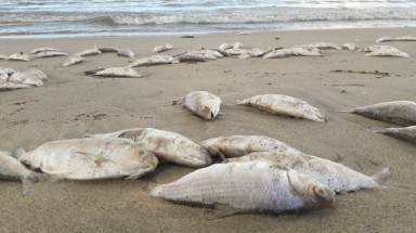 Nhiều cá chết ở bờ biển Đà Nẵng nghi do nổ mìn