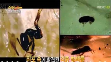 Công nghệ làm cá bò “bẩn” ở Việt Nam