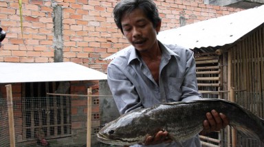  Tiền Giang: Bắt được cá lóc 'khủng'... nặng 6kg 