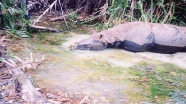  Phát hiện tê giác một sừng mất vài đoạn xương 