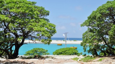 Quảng Ninh: Đốn hạ cây phong ba bán cho thương gia Trung Quốc