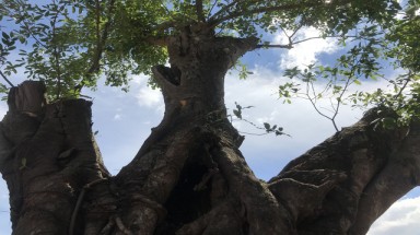 TPHCM: Cây cổ thụ hàng trăm năm tuổi “biến mất” giữa ban ngày